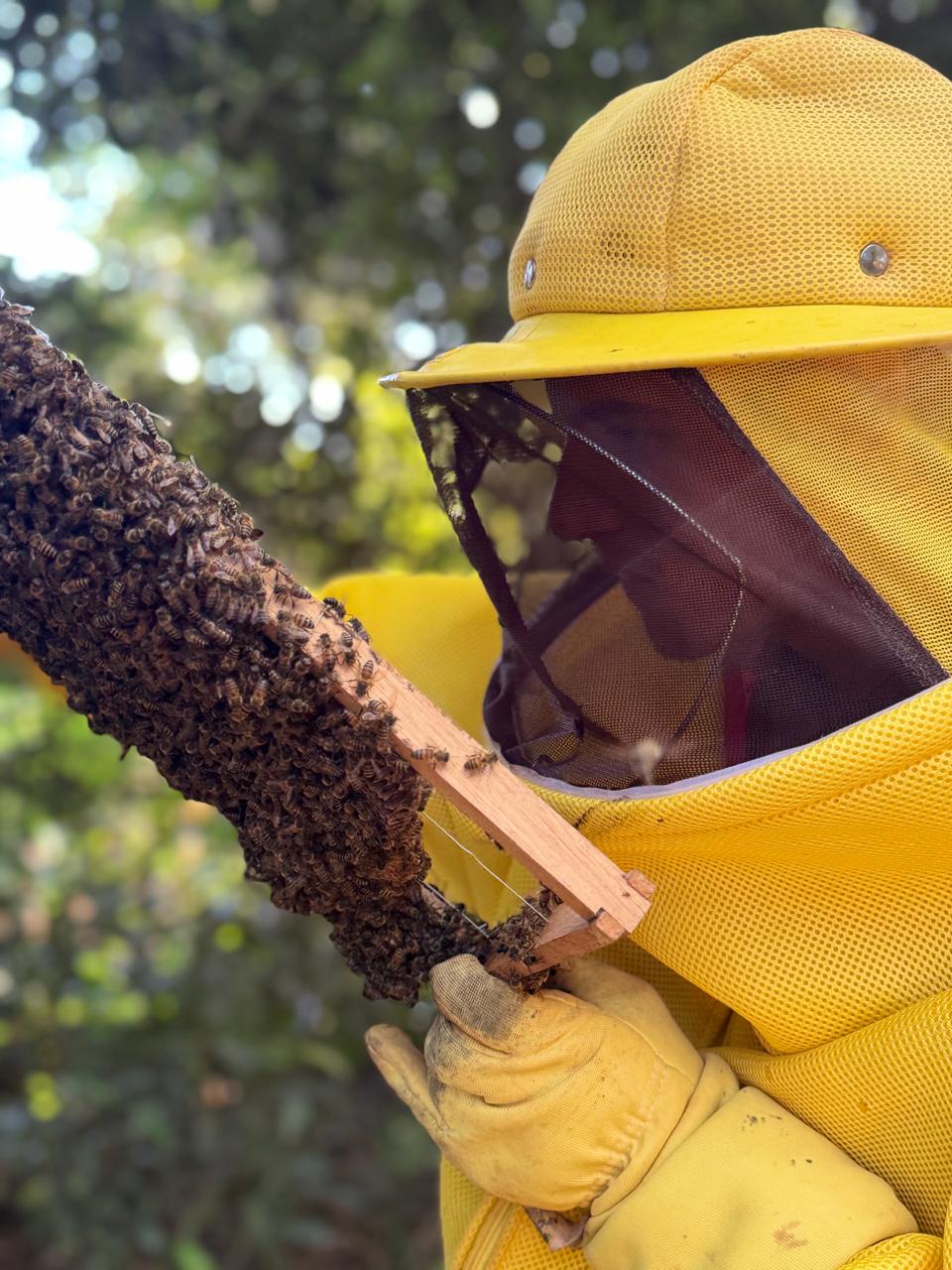 Apicultor de macacão amarelo segurando quadro coberto de abelhas